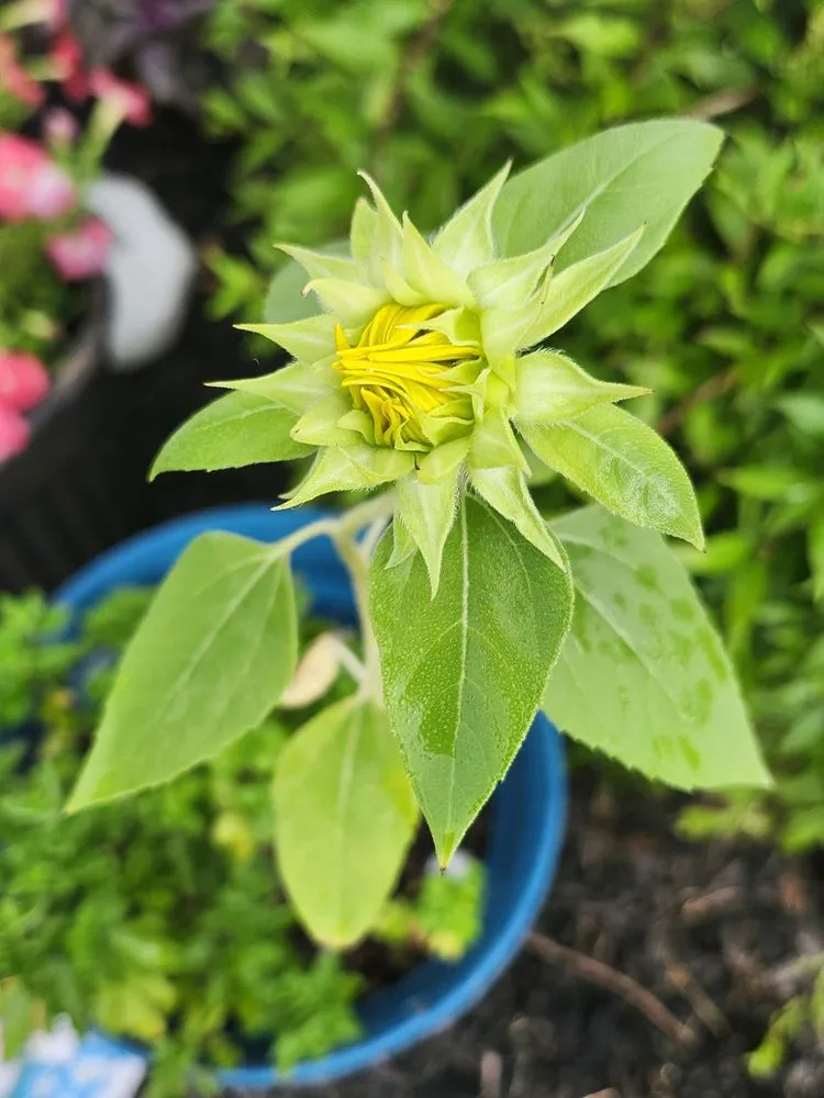 Professional lawn care service in Newark, DE by Busy Bees Landscaping