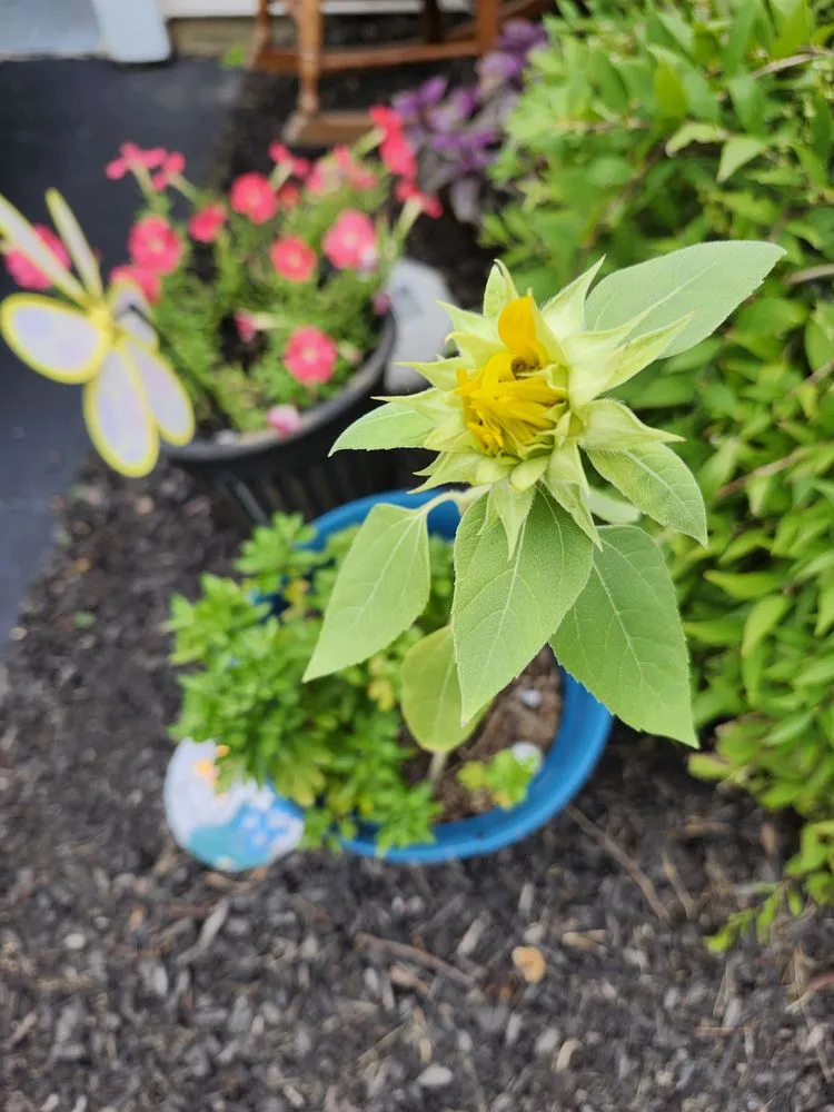 Affordable yard cleanup service in Newark, DE by Busy Bees Landscaping