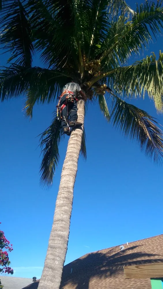 Top-rated yard maintenance for year-round maintenance in Jupiter, FL by Busy Blades Lawn Service