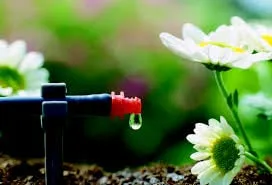 Local lawn care service in Oakland, CA by Busy Butler Landscape