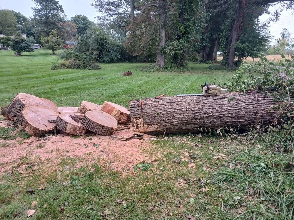 Affordable yard cleanup service for residential properties in Winchester, VA by Butchs Tree Services