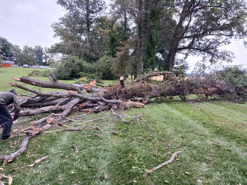 Professional yard cleanup service in Winchester, VA - Butchs Tree Services