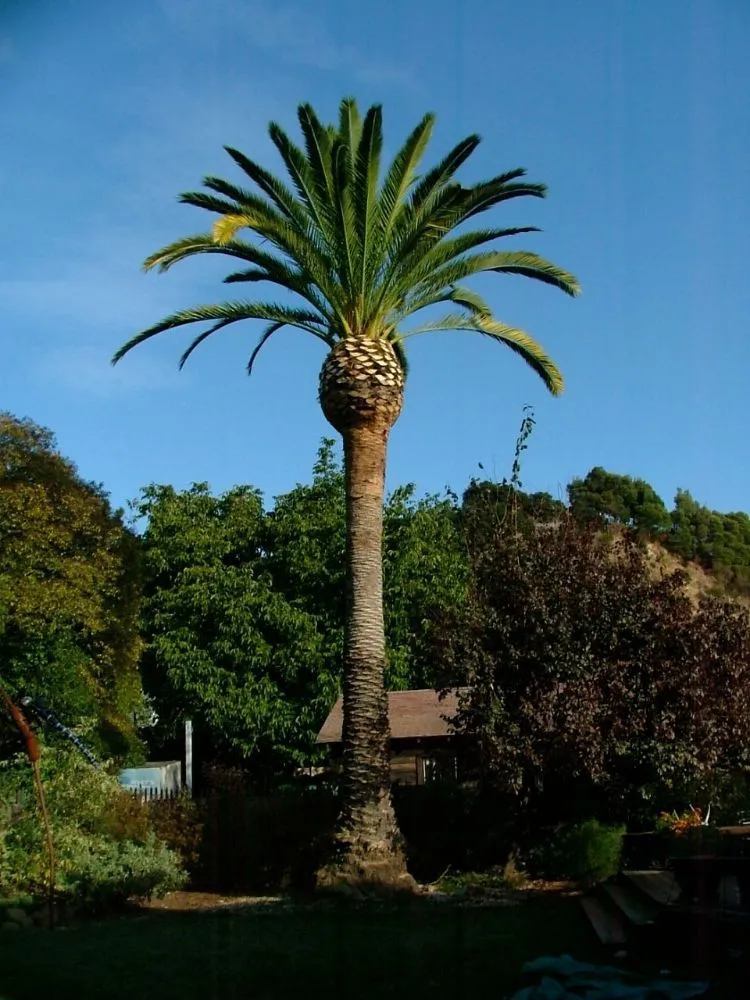 Trusted landscaping services for outdoor upgrades in Apopka, FL by Butler Land & Lawn