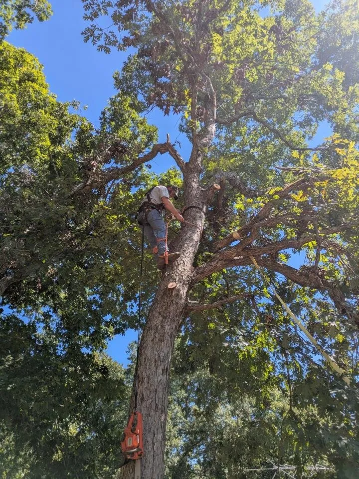 Professional landscape installation for outdoor upgrades across Norwood, NC - Butler Lawn & Landscape