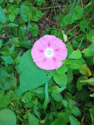 Butler Lawn & Landscape