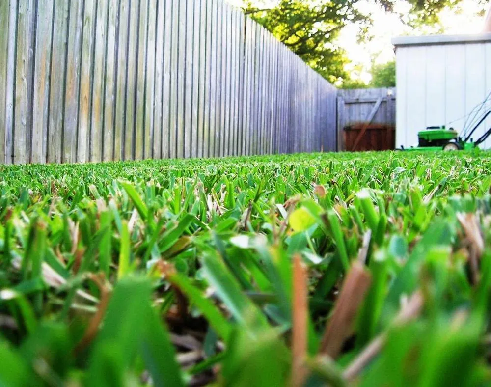 Professional lawn mowing service in Arbuckle, CA - Buttars Yard Service