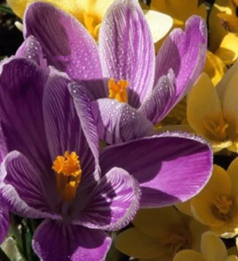 Affordable landscaping services with custom design across Arbuckle, CA - Buttars Yard Service