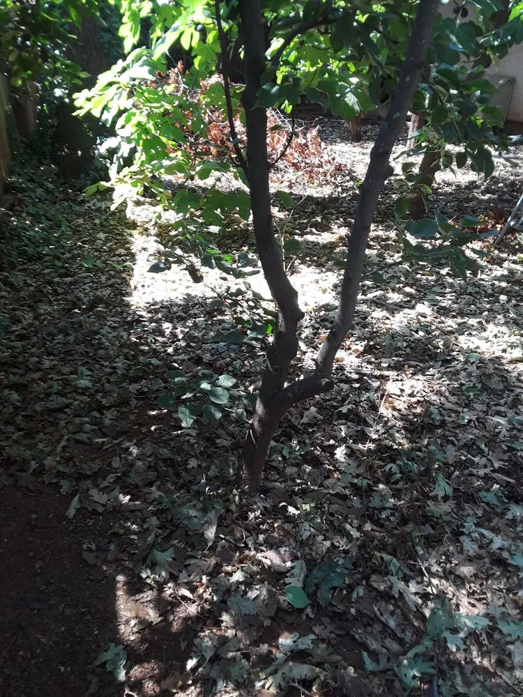 Top-rated landscape design experts serving Paradise, CA - Butte County Gardening