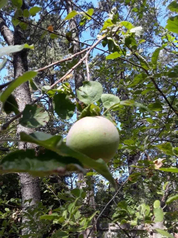 Top-rated landscape design in Paradise, CA by Butte County Gardening