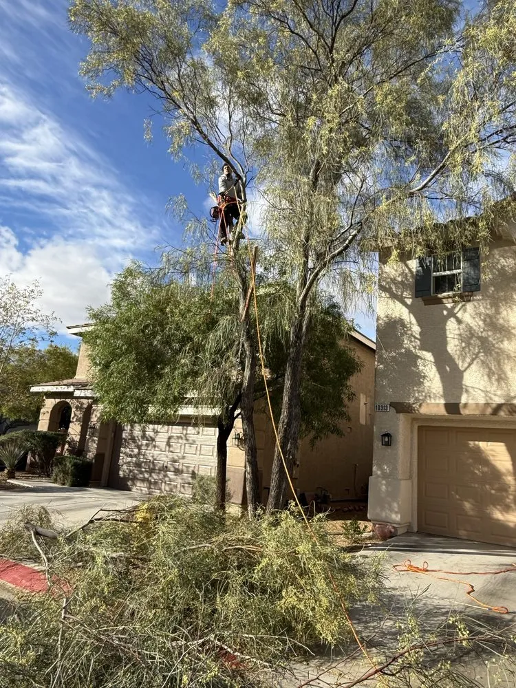 Reliable garden landscaping in Las Vegas, NV - Buttercup Landscaping