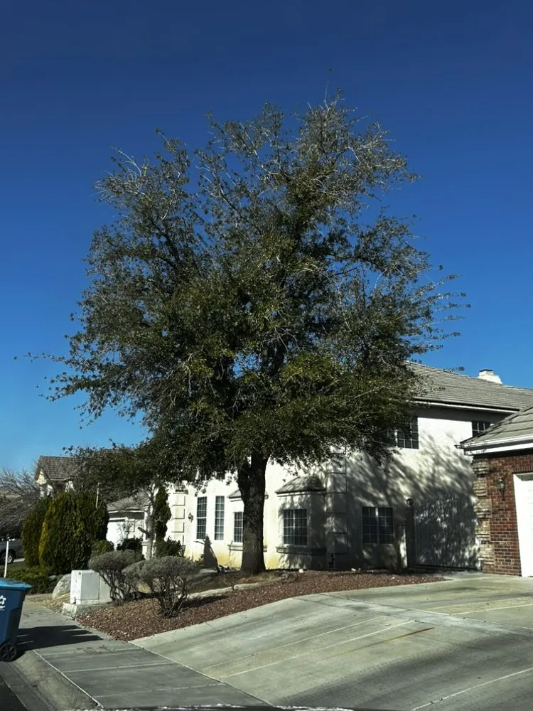 Custom yard cleanup service for beautiful yards in Las Vegas, NV by Buttercup Landscaping