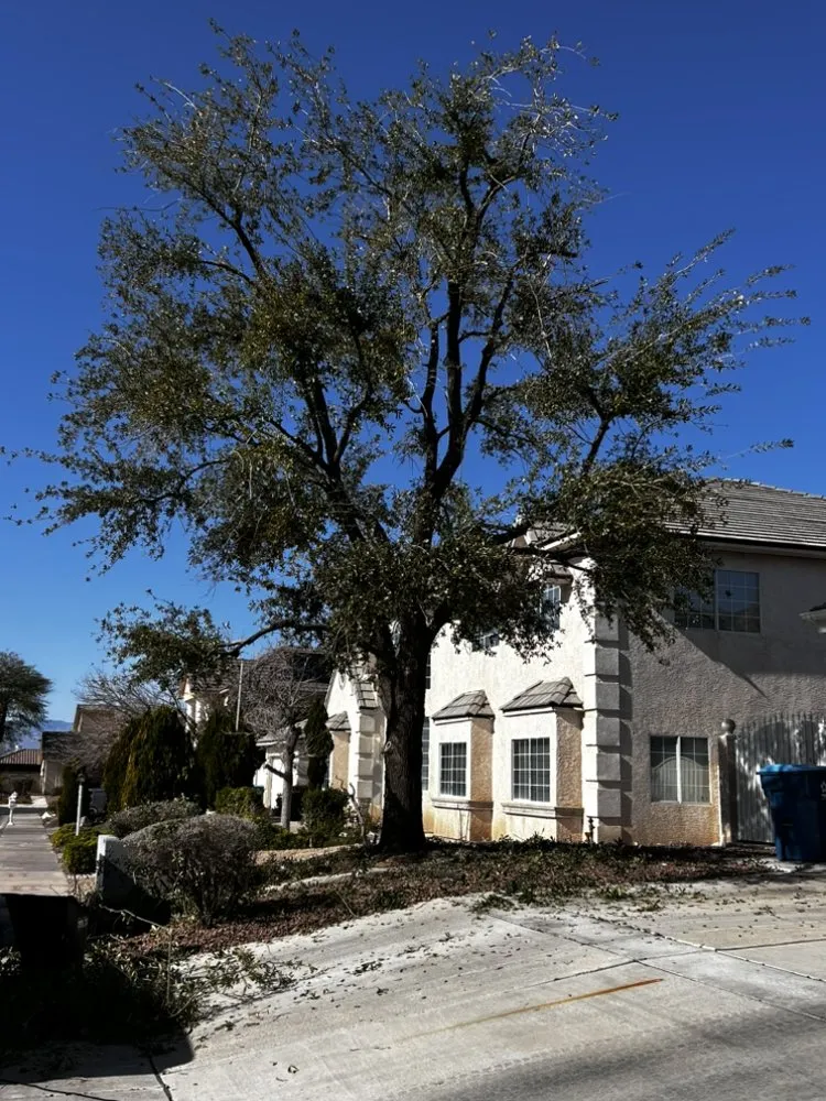 Top-rated landscape design experts serving Las Vegas, NV - Buttercup Landscaping