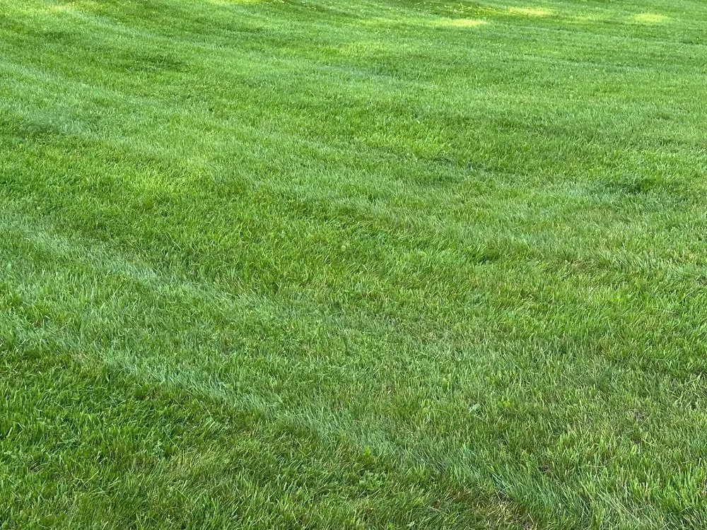 Professional landscape design for beautiful yards in Bigfork, MT by Butterfield Property Services