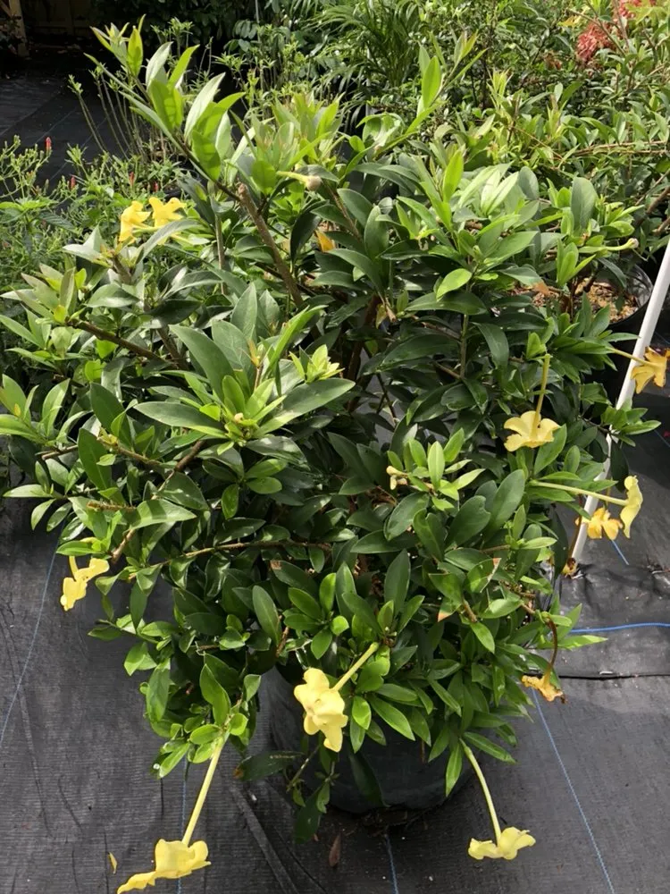 Trusted outdoor landscaping in Delray Beach, FL - Butterflies Are Free Landscaping & Design