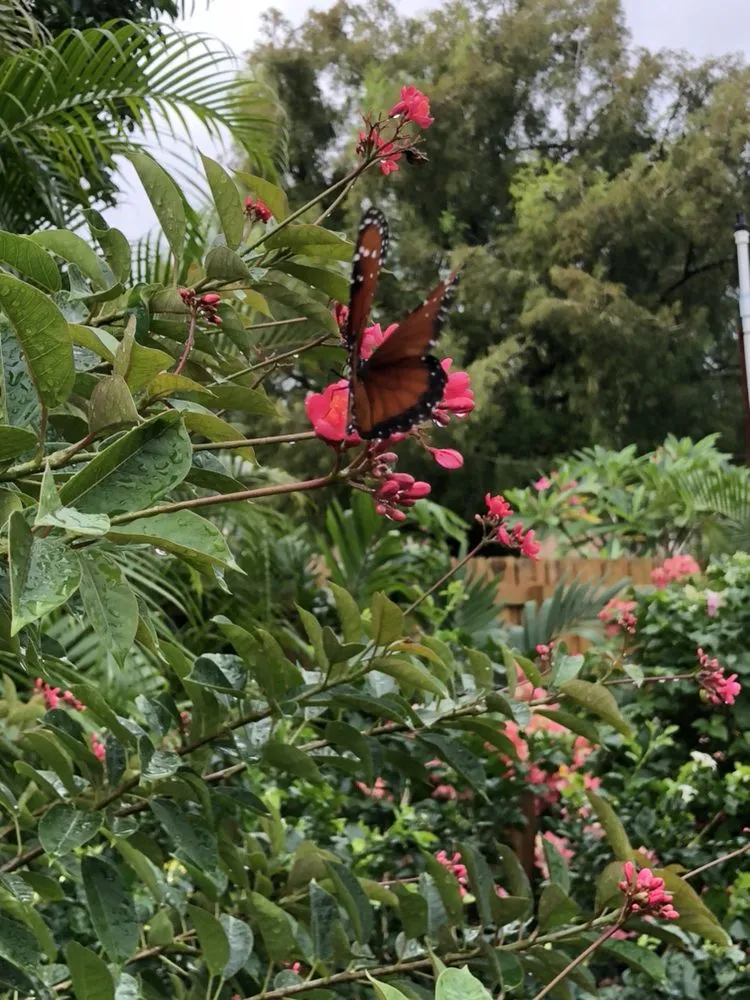 Affordable yard maintenance in Delray Beach, FL by Butterflies Are Free Landscaping & Design