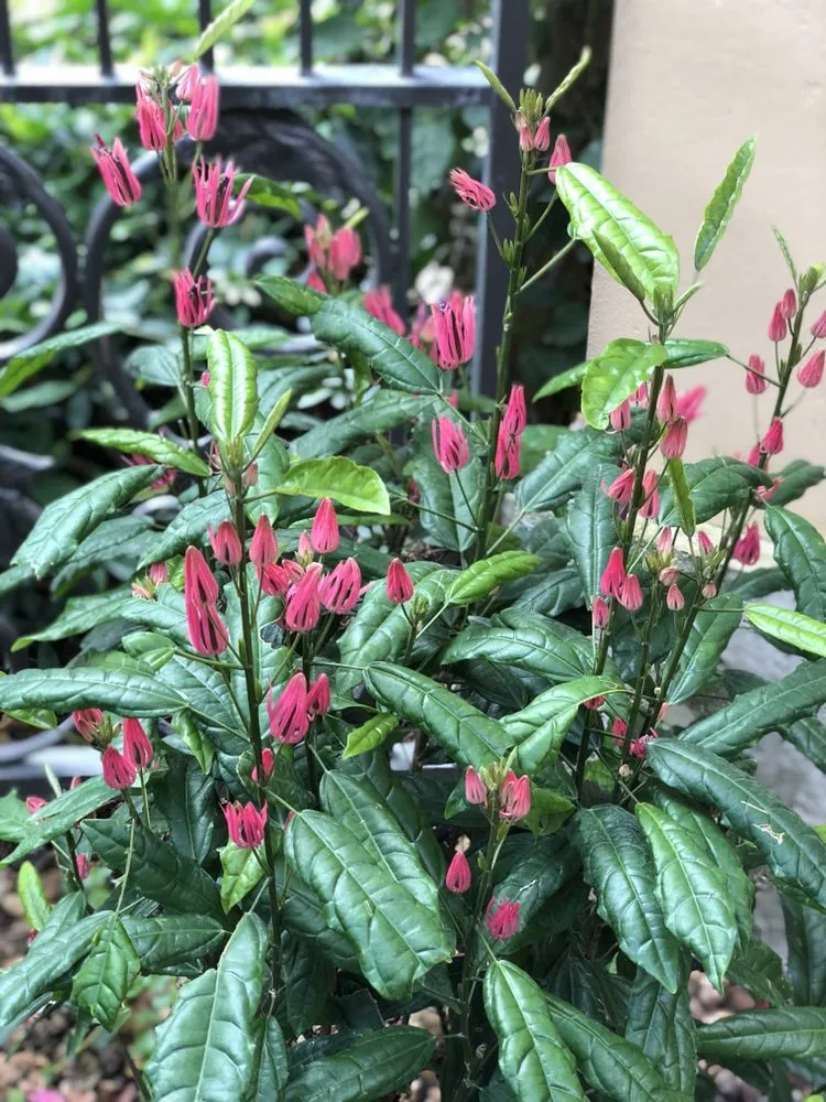 Affordable yard cleanup service for beautiful yards across Delray Beach, FL - Butterflies Are Free Landscaping & Design