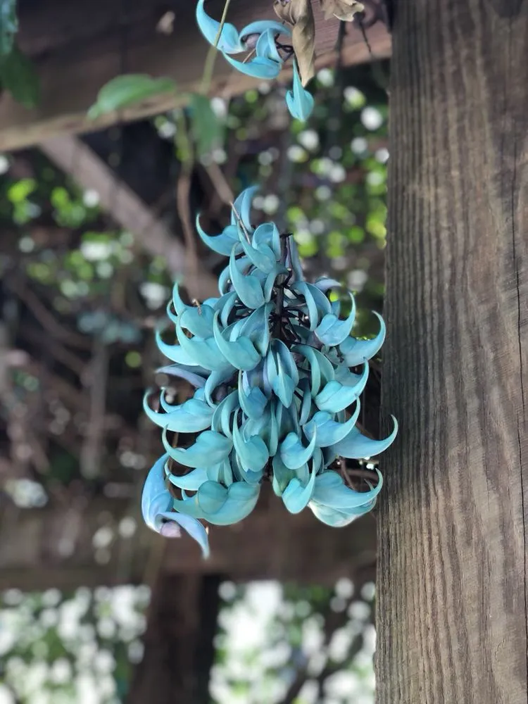 Trusted yard maintenance for year-round maintenance across Delray Beach, FL - Butterflies Are Free Landscaping & Design