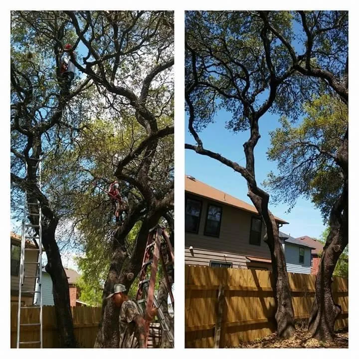 Professional landscape design in San Antonio, TX - Buzy Beez Lawn & Treez