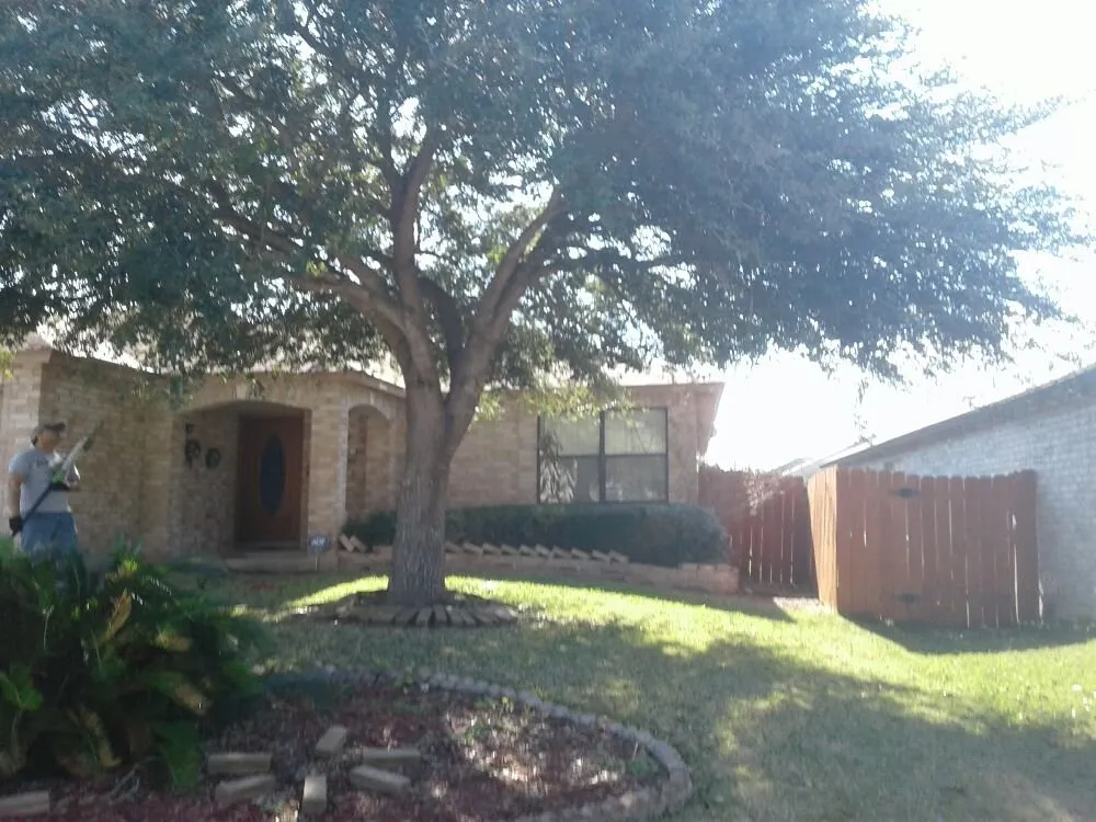 Trusted lawn care service in San Antonio, TX by Buzy Beez Lawn & Treez