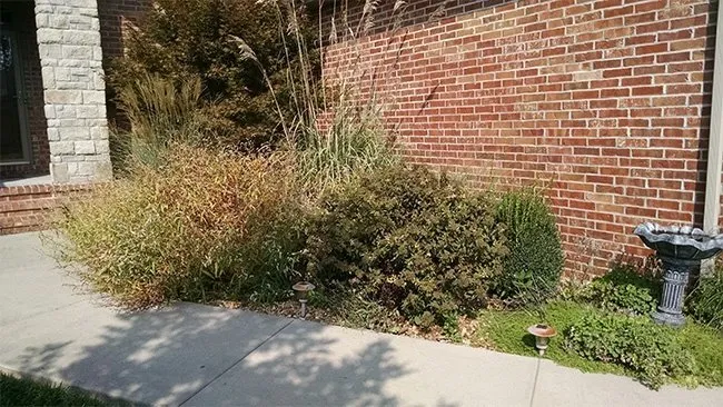 Trusted yard cleanup service experts serving Springfield, MO - Buzz Cut Lawn Care