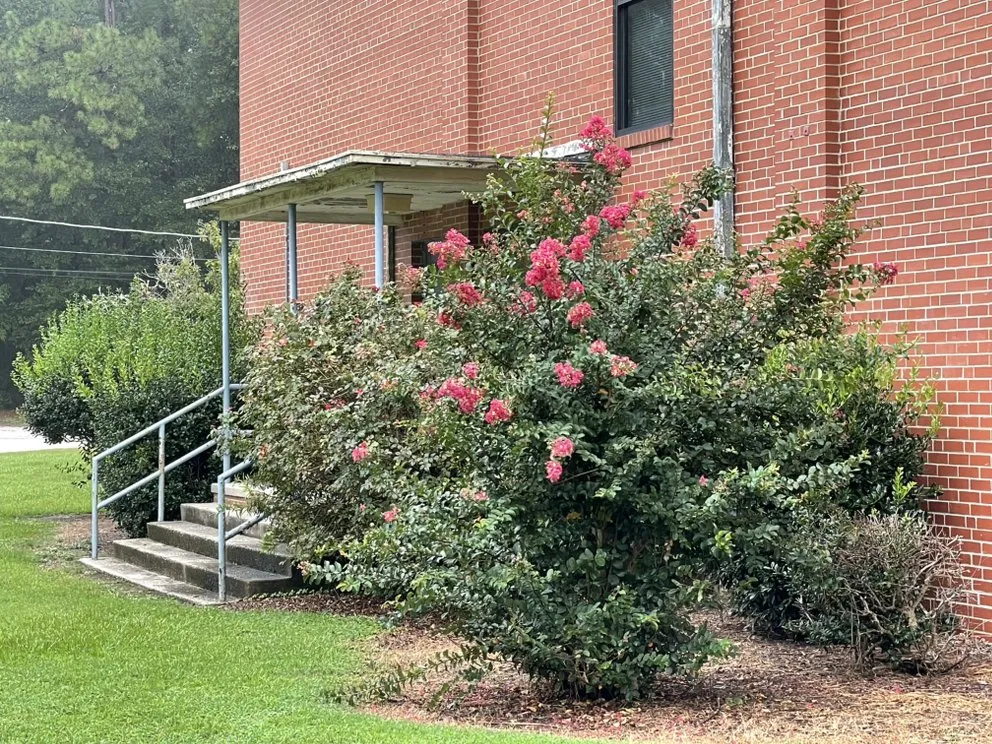 Professional yard maintenance in Snow Hill, NC - Buzz Kutz