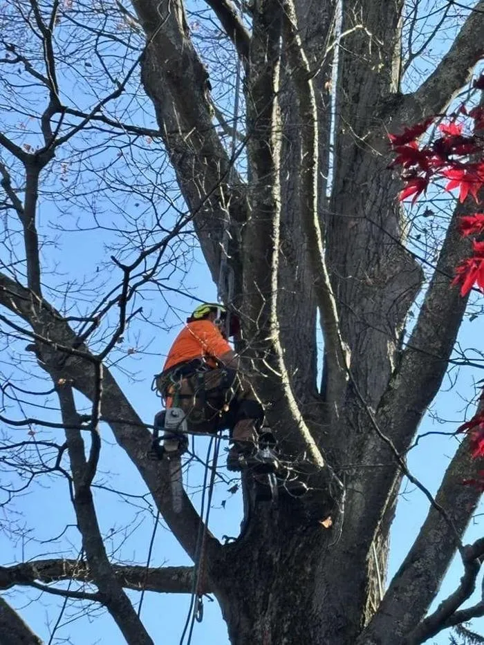 Expert outdoor landscaping in Plymouth, CT by Buzz Tree Specialist