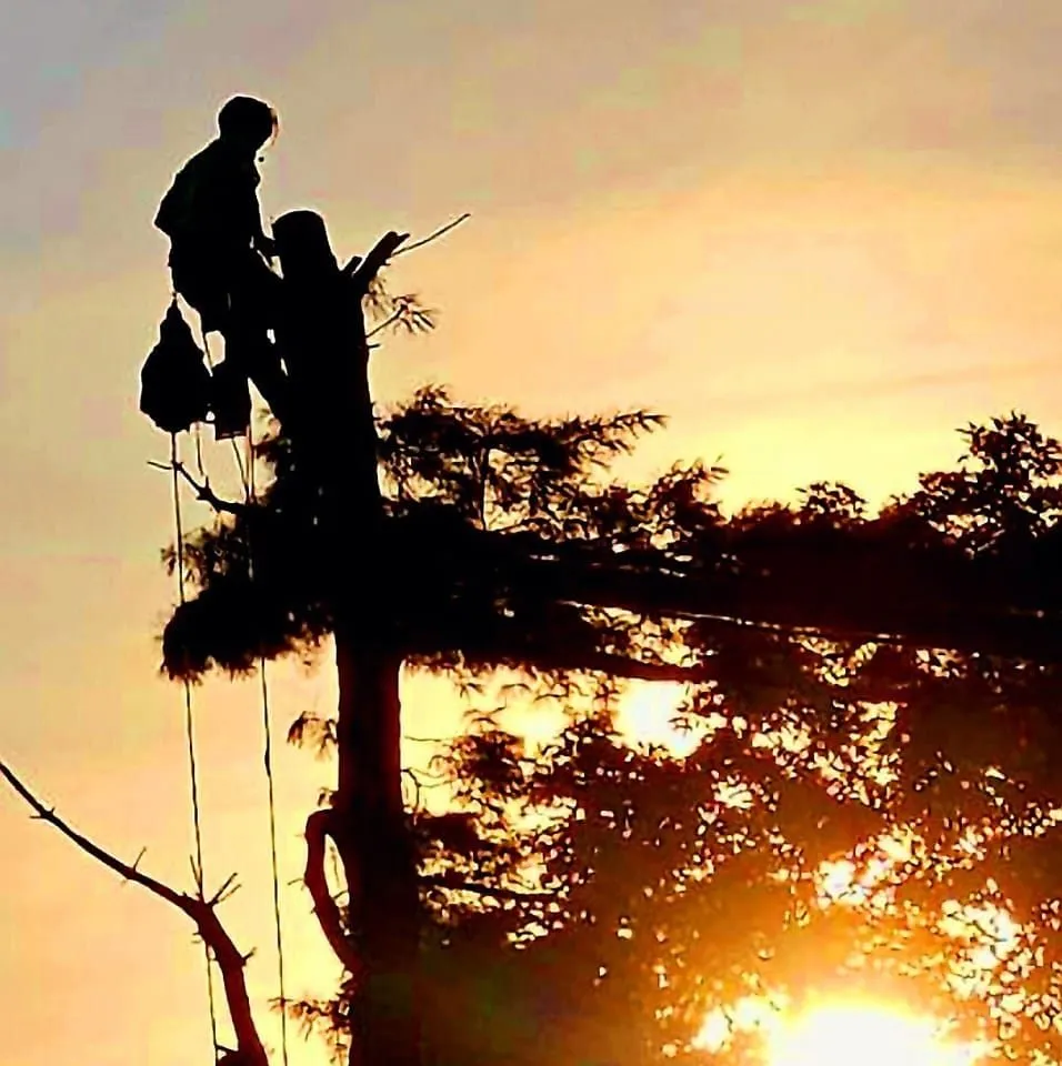 Affordable yard cleanup service in Plymouth, CT - Buzz Tree Specialist