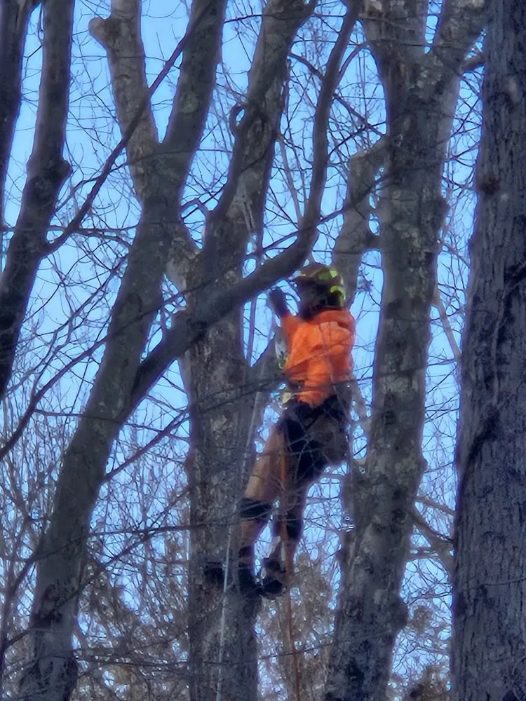 Local yard maintenance for homes in Plymouth, CT by Buzz Tree Specialist