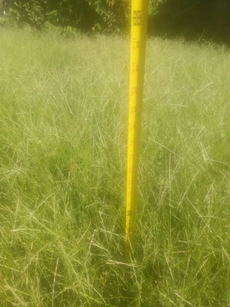 Expert yard maintenance for outdoor upgrades across South Roxana, IL - Buzzybzzs Cleaning & Lawn Care