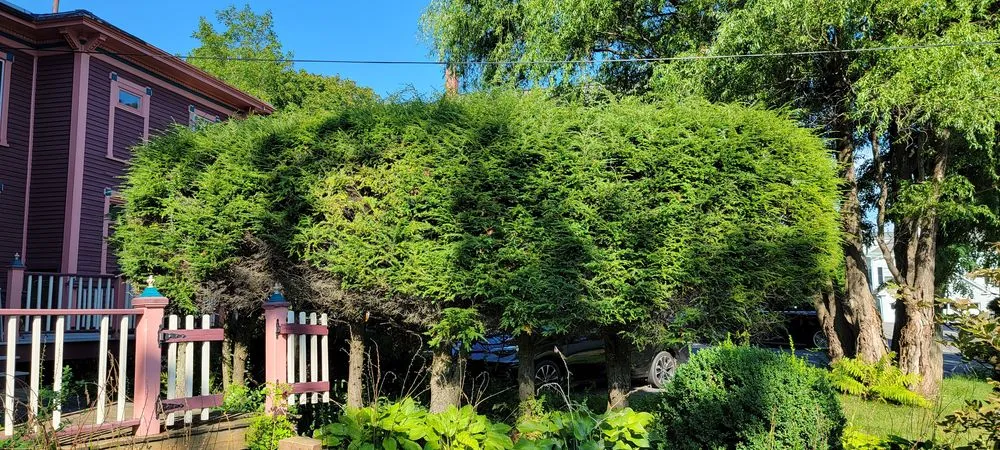 Reliable yard cleanup service with custom design in Brunswick, ME by Buzzy's Landscapes