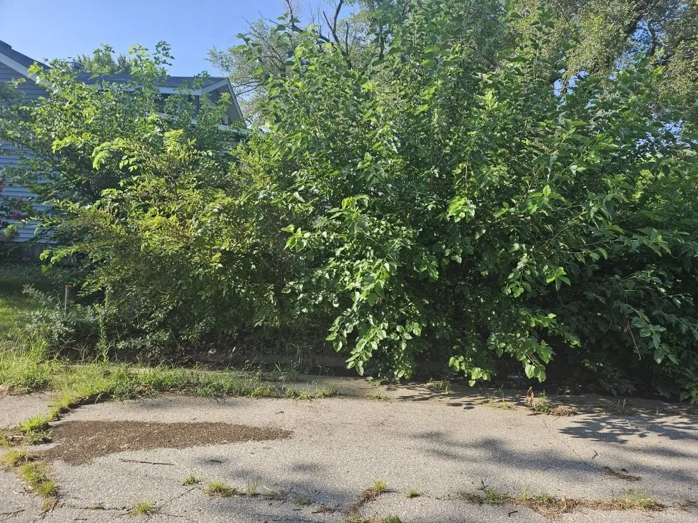 Expert landscaping services in El Dorado, KS - Buzz'z Lawn & Landscaping