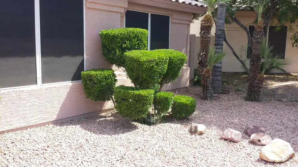 Expert landscape design experts serving Queen Creek, AZ - BV Lawn Care
