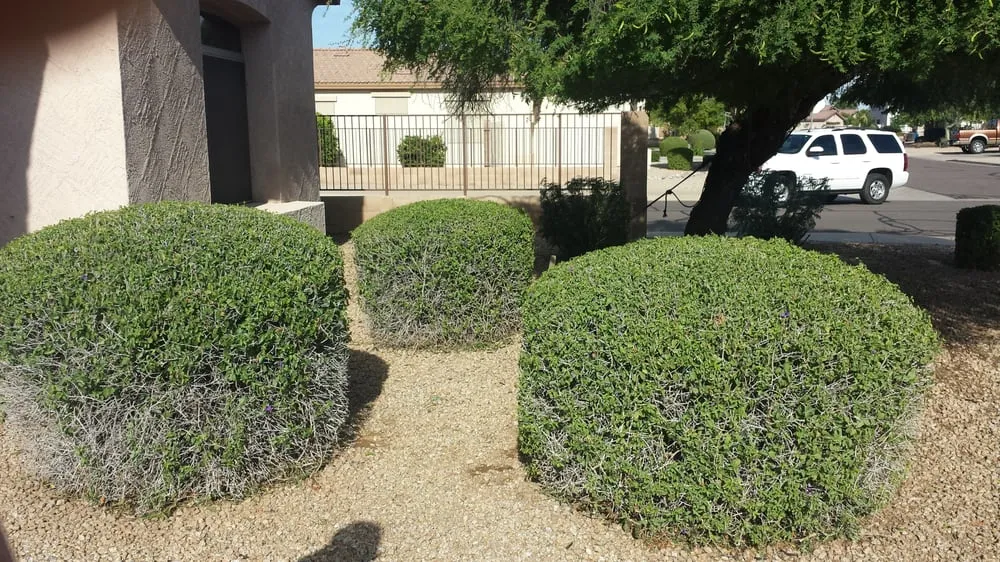 Professional garden landscaping for outdoor upgrades in Queen Creek, AZ by BV Lawn Care