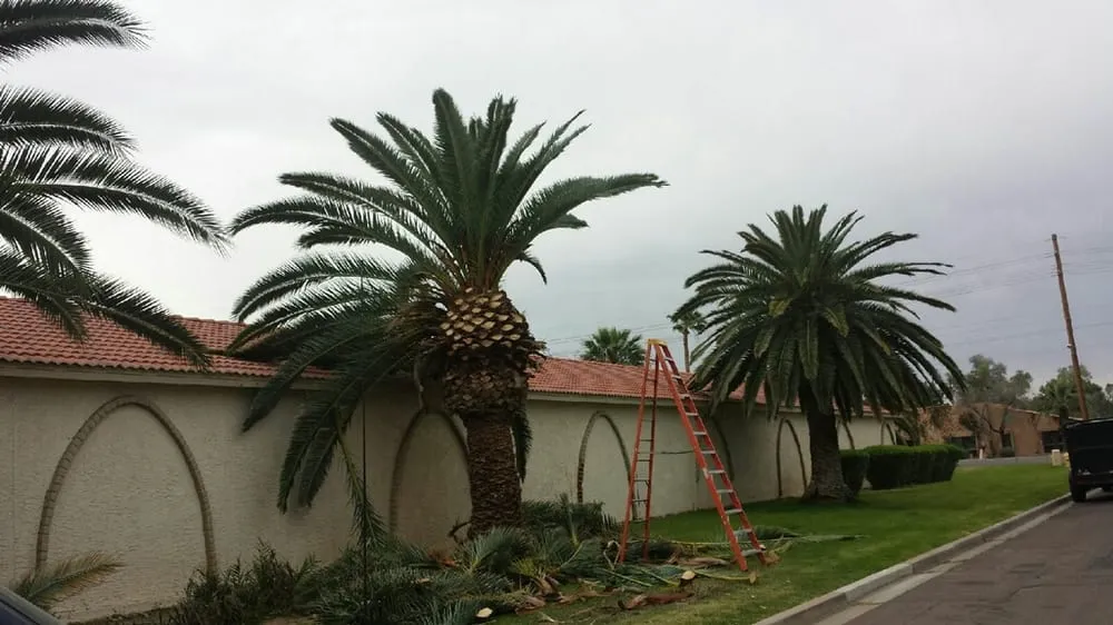 Reliable outdoor landscaping in Queen Creek, AZ by BV Lawn Care