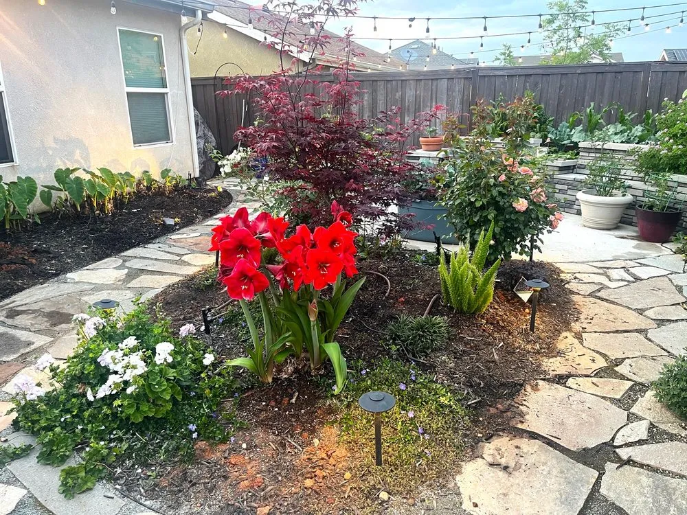 Professional yard cleanup service for beautiful yards in Lincoln, CA by BW Home Landscaping Improvement