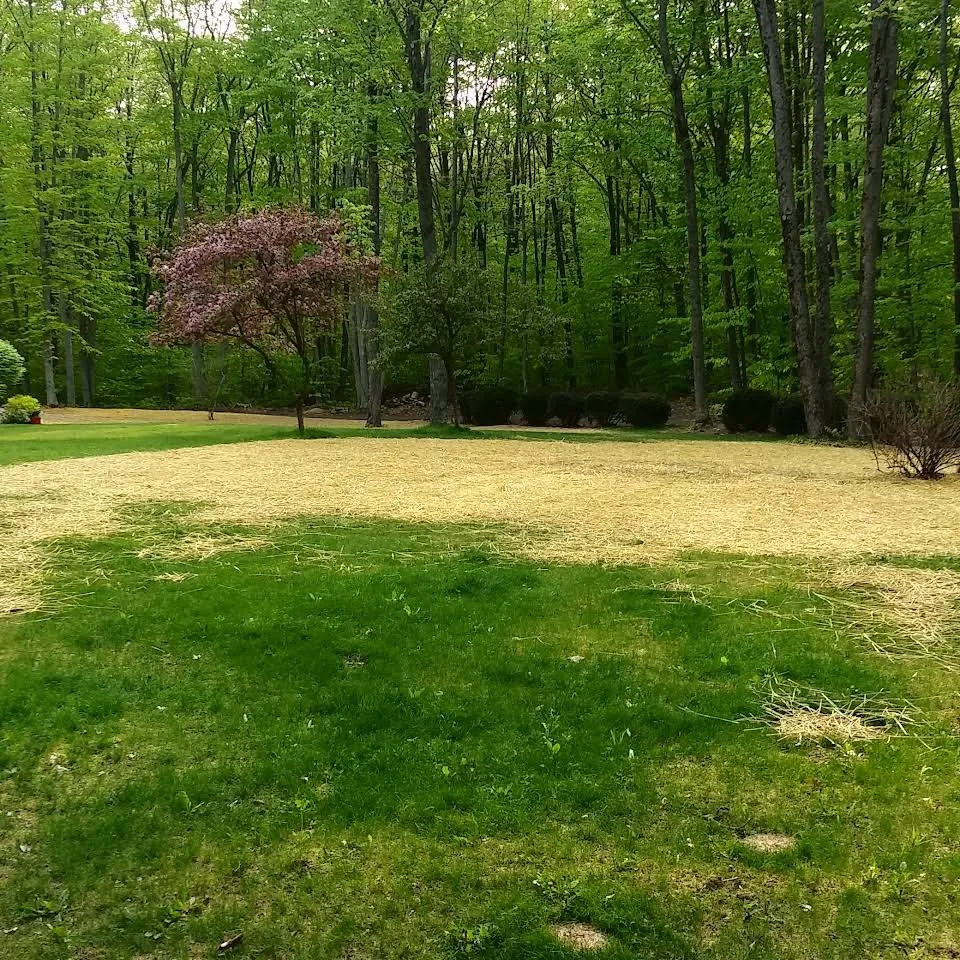 Trusted yard cleanup service experts serving Cadillac, MI - BW Land & Services