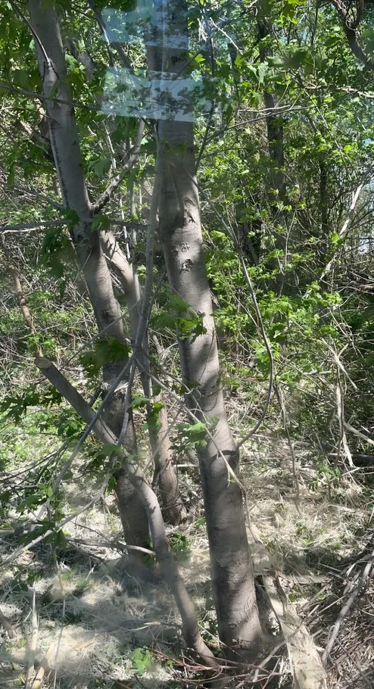 Professional landscaping services for beautiful yards across Smithland, IA - BW Land Management