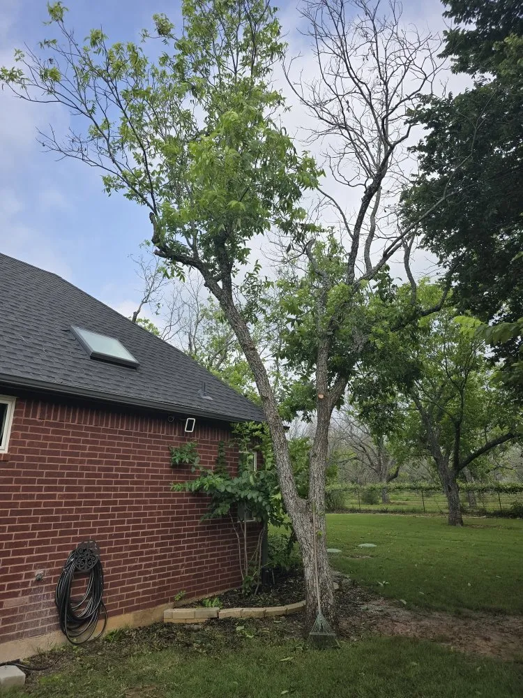 Reliable lawn care service experts serving Brazos Bend, TX - Bwb Tree And Landscapes