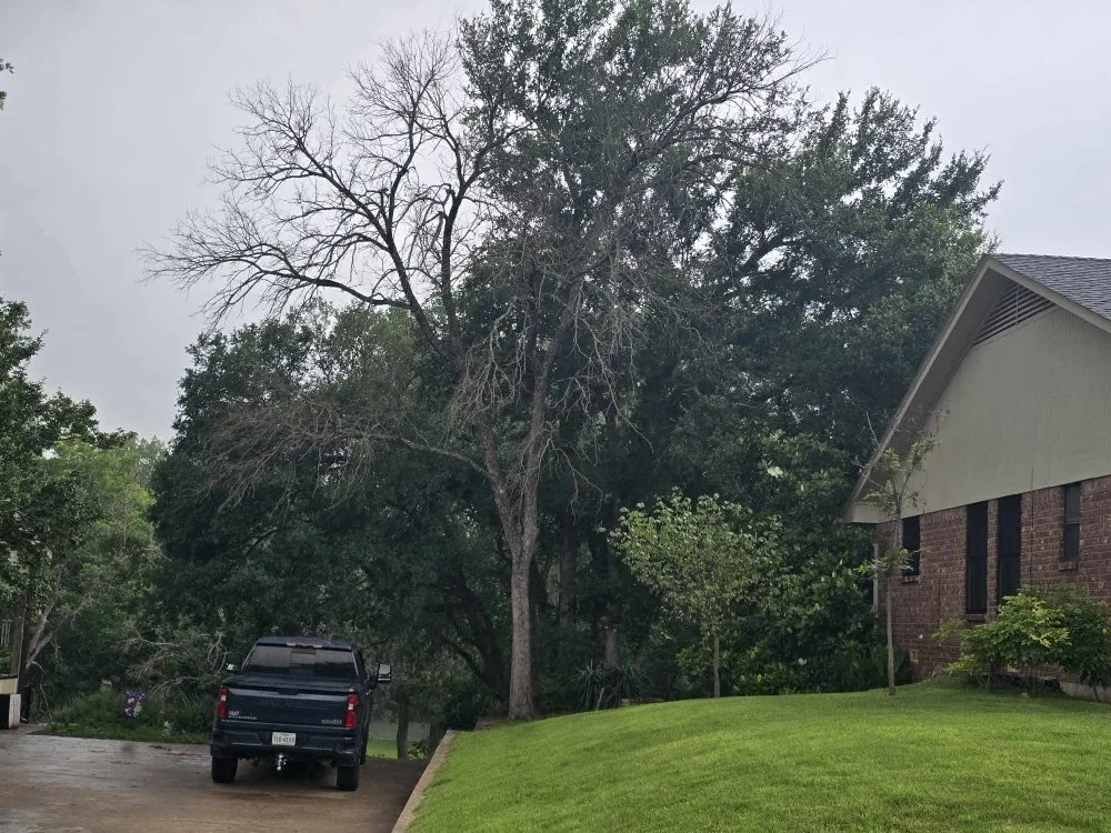 Top-rated lawn care service in Brazos Bend, TX - Bwb Tree And Landscapes