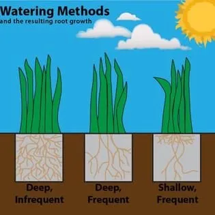 Professional yard maintenance in Prosper, TX - BWC Irrigation