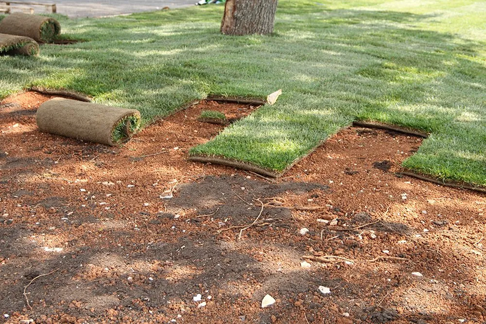 Professional yard cleanup service with custom design across Tampa, FL - By Design Landscape