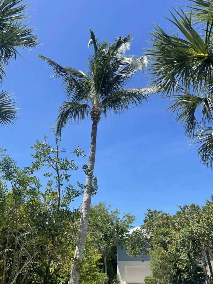 Reliable outdoor landscaping near you in Sanibel, FL by By The Coast Landscaping