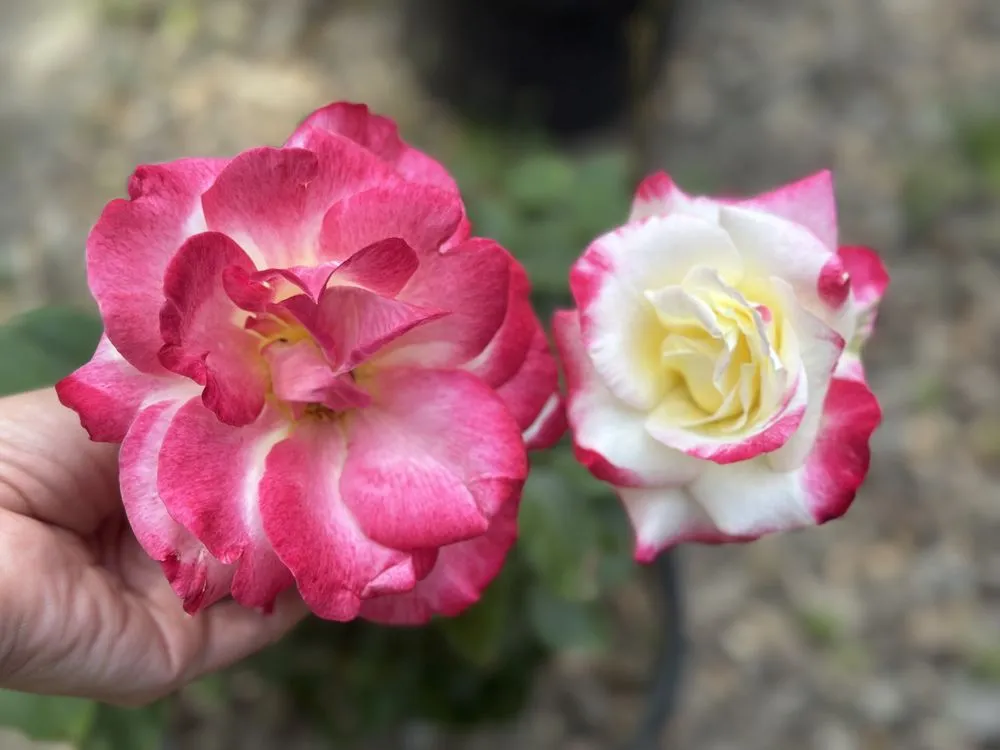 Reliable landscaping services for year-round maintenance in Sandston, VA by By The Roadside Firewood