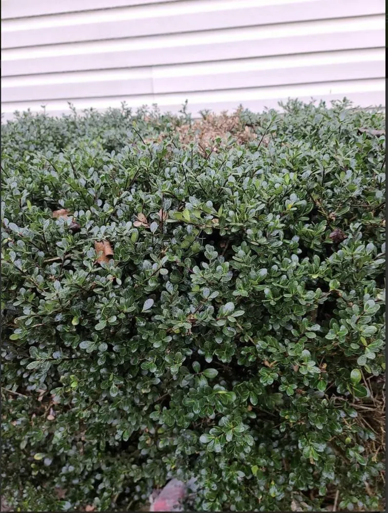 Custom residential landscaping in Effingham, SC - By The Yard Lawn Care