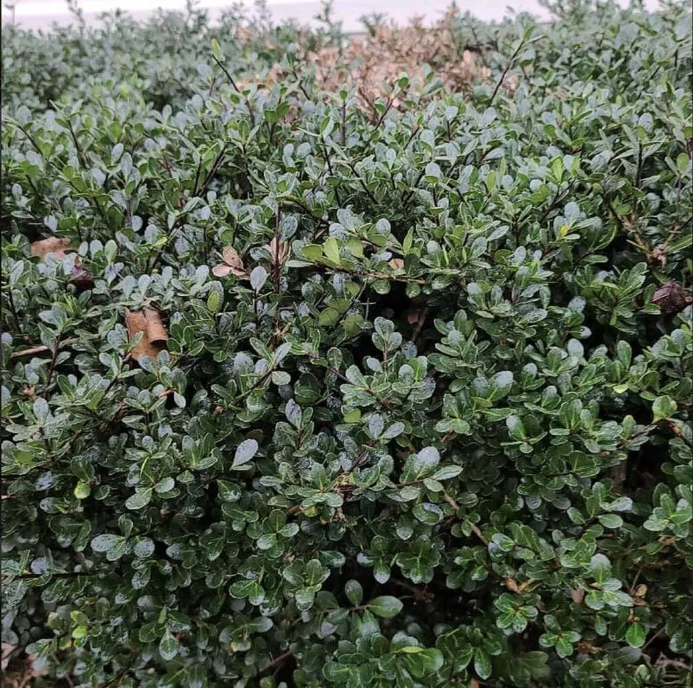 Affordable yard maintenance in Effingham, SC by By The Yard Lawn Care