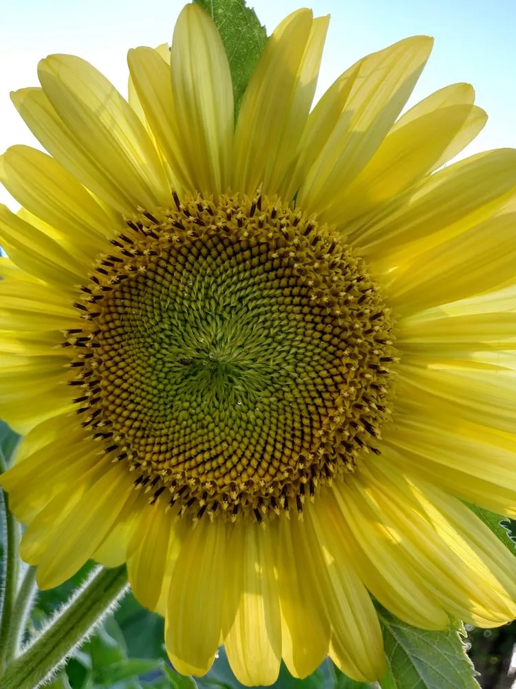 Professional yard maintenance for homes in Swanton, VT by By the Yard Lawncare Service