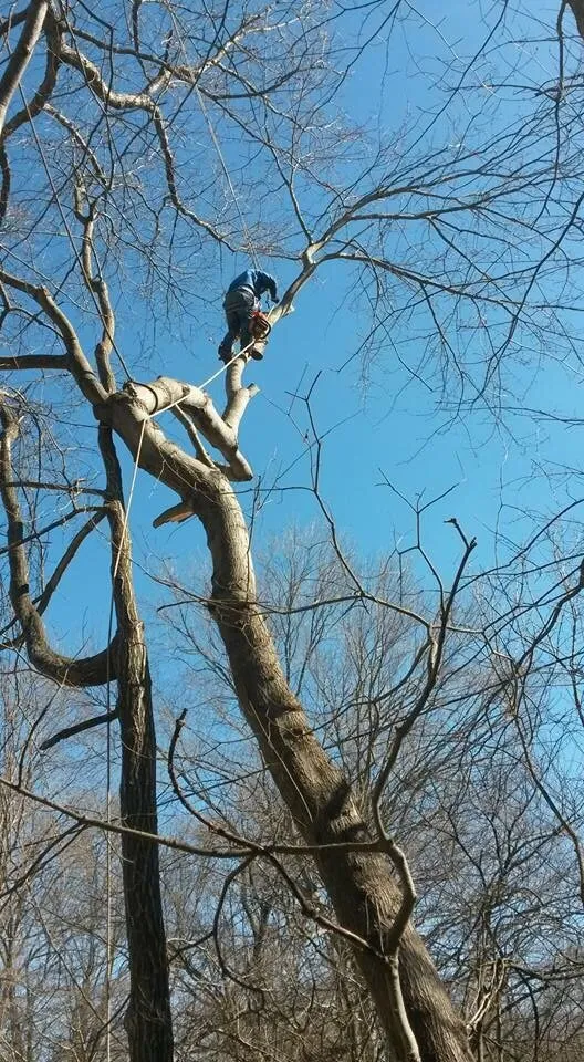 Trusted lawn mowing service for year-round maintenance in Dallas, NC by Byrd Brothers Tree Service