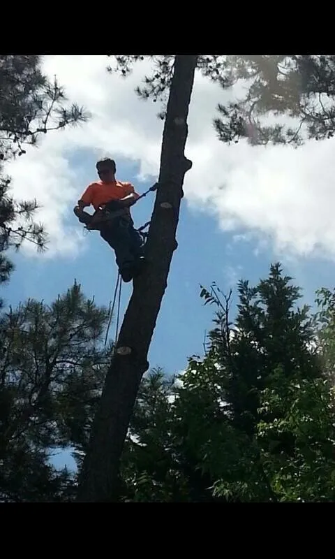 Top-rated landscaping services in Dallas, NC by Byrd Brothers Tree Service