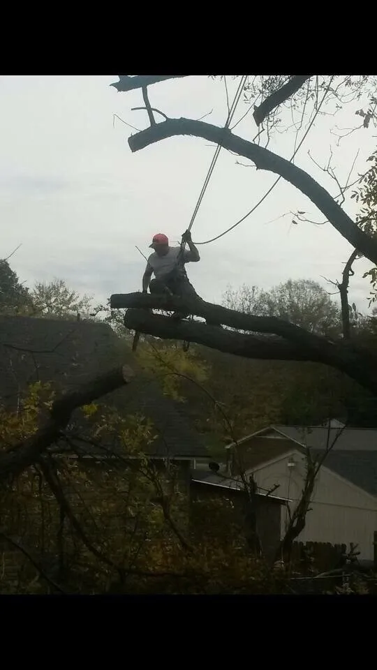 Top-rated landscape design for homes in Dallas, NC by Byrd Brothers Tree Service