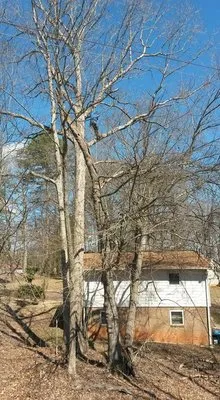 Byrd Brothers Tree Service Logo